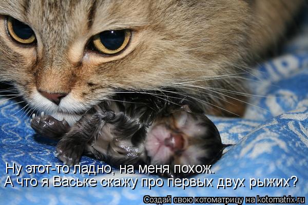 Ну этот-то ладно, на меня похож. А что я Ваське скажу про первых двух рыжих?... Котоматрица: Ну этот-то ладно, на меня похож. А что я Ваське скажу про первых двух рыжих?