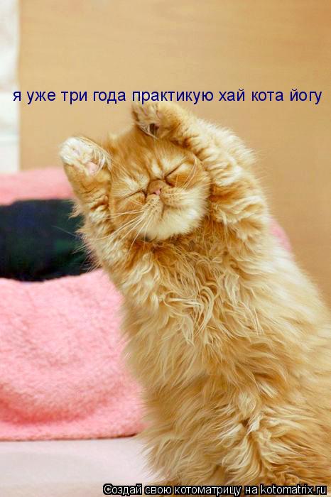 я уже три года практикую хай кота йогу... Котоматрица: я уже три года практикую хай кота йогу