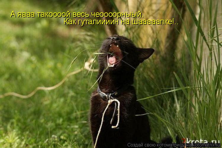 А яааа такоооой весь чеоооорныый, Как гуталиииин на шааааапке!..... Котоматрица: А яааа такоооой весь чеоооорныый, Как гуталиииин на шааааапке!..