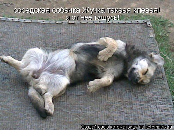 соседская собачка Жучка такаая клевая! я от нее тащусь!... Котоматрица: соседская собачка Жучка такаая клевая! я от нее тащусь!
