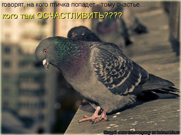 говорят, на кого птичка попадет - тому счастье... кого там ОСЧАСТЛИВИТЬ????... Котоматрица: говорят, на кого птичка попадет - тому счастье... кого там ОСЧАСТЛИВИТЬ????