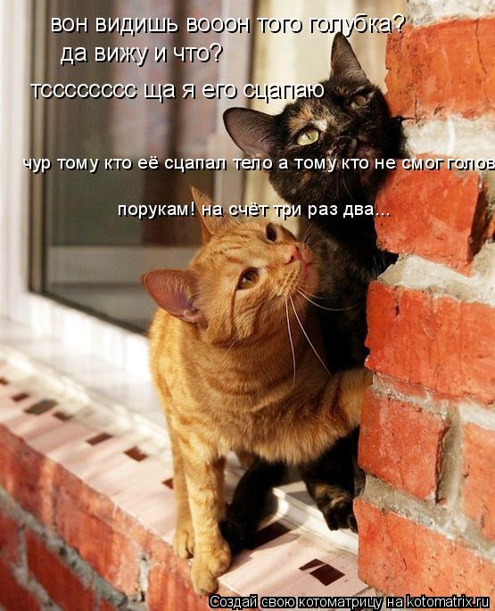 вон видишь вооон того голубка? да вижу и что? тсссссссс ща я его сцапаю чур тому кто её сцапал тело ... Котоматрица: вон видишь вооон того голубка? да вижу и что? тсссссссс ща я его сцапаю чур тому кто её сцапал тело а тому кто не смог голову порукам! на счёт