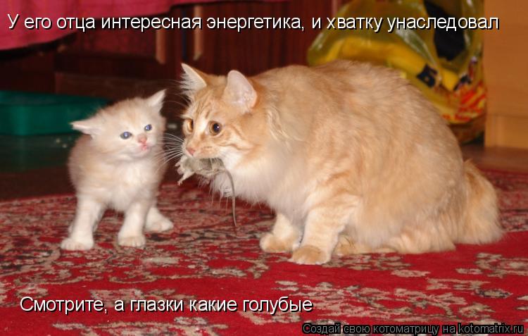 У его отца интересная энергетика, и хватку унаследовал Смотрите, а глазки какие голубые... Котоматрица: У его отца интересная энергетика, и хватку унаследовал Смотрите, а глазки какие голубые