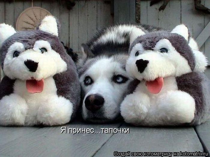 Я принес...тапочки... Котоматрица: Я принес...тапочки