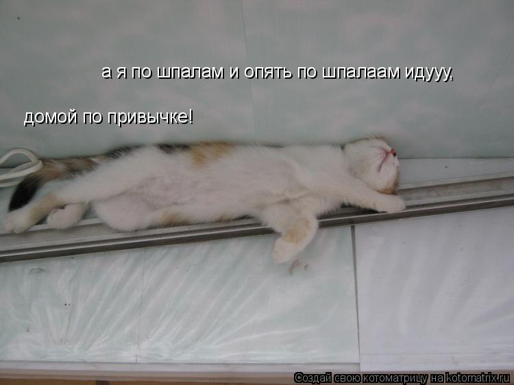 а я по шпалам и опять по шпалаам идууу, домой по привычке!... Котоматрица: а я по шпалам и опять по шпалаам идууу, домой по привычке!