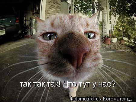 так так так! Что тут у нас?... Котоматрица: так так так! Что тут у нас?