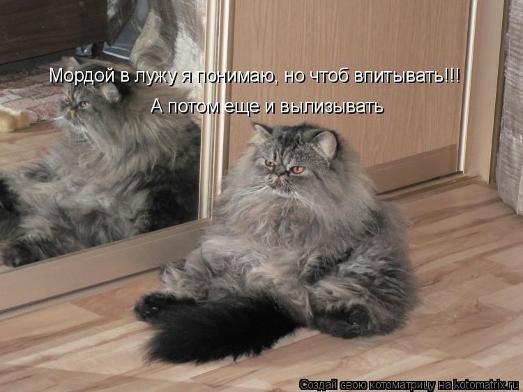 Мордой в лужу я понимаю, но чтоб впитывать!!! А потом еще и вылизывать... Котоматрица: Мордой в лужу я понимаю, но чтоб впитывать!!! А потом еще и вылизывать