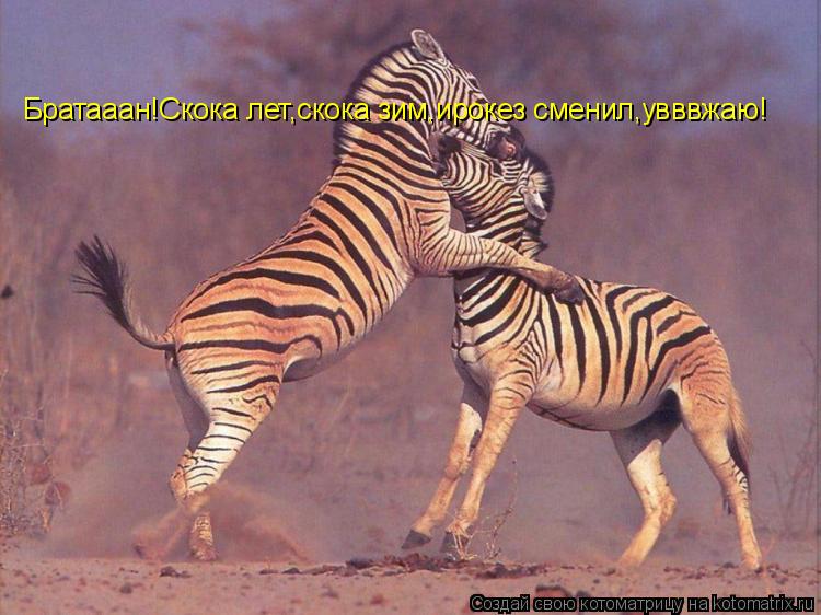 Братааан!Скока лет,скока зим,ирокез сменил,увввжаю!... Котоматрица: Братааан!Скока лет,скока зим,ирокез сменил,увввжаю!