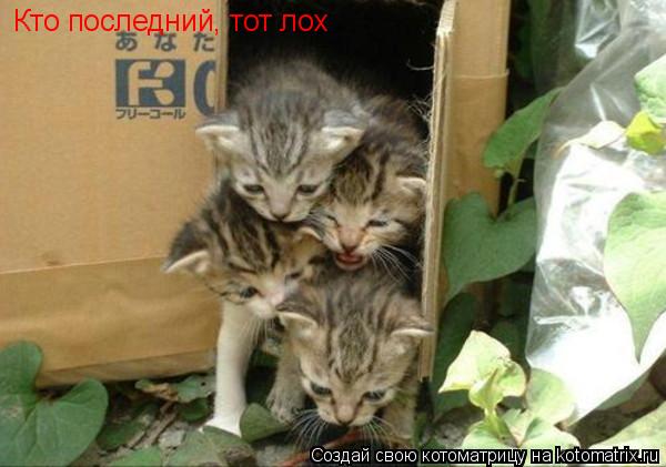 Кто последний, тот лох... Котоматрица: Кто последний, тот лох