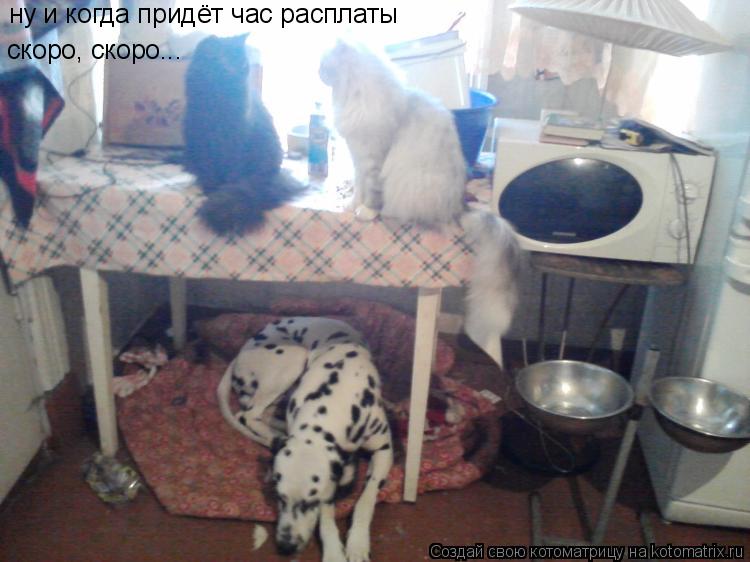 ну и когда придёт час расплаты скоро, скоро...... Котоматрица: ну и когда придёт час расплаты скоро, скоро...