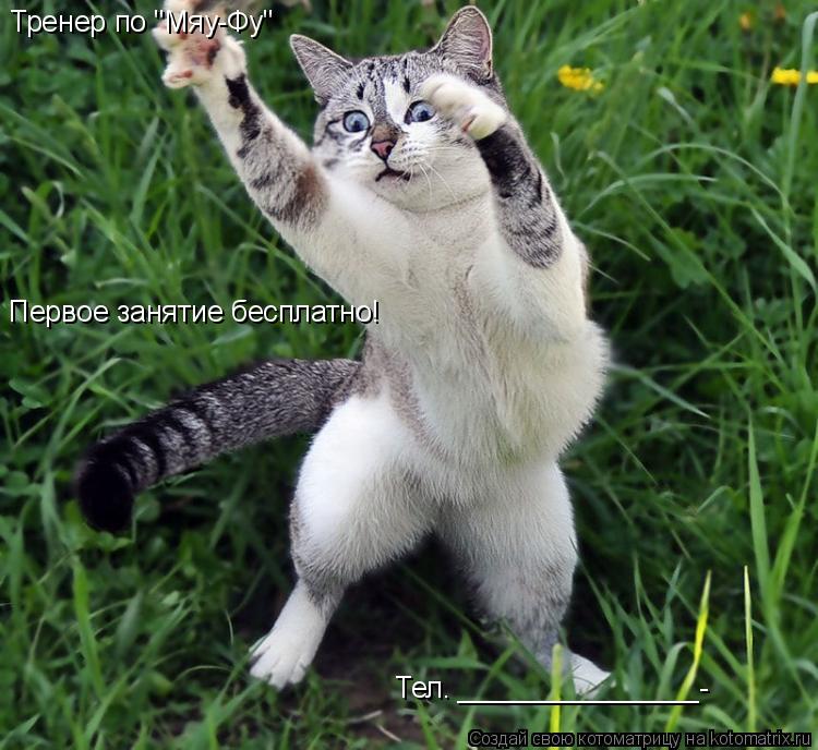 Тренер по "Мяу-Фу" Первое занятие бесплатно! Тел. _______________-... Котоматрица: Тренер по "Мяу-Фу" Первое занятие бесплатно! Тел. _______________-