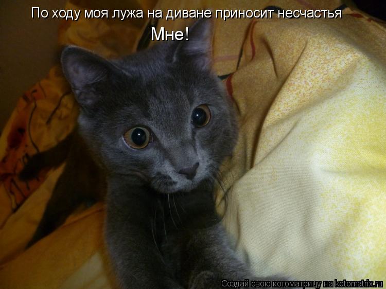 По ходу моя лужа на диване приносит несчастья Мне!... Котоматрица: По ходу моя лужа на диване приносит несчастья Мне!
