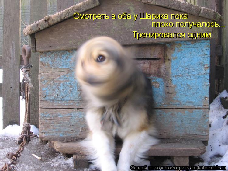 Смотреть в оба у Шарика пока плохо получалось... Тренировался одним... Котоматрица: Смотреть в оба у Шарика пока плохо получалось... Тренировался одним