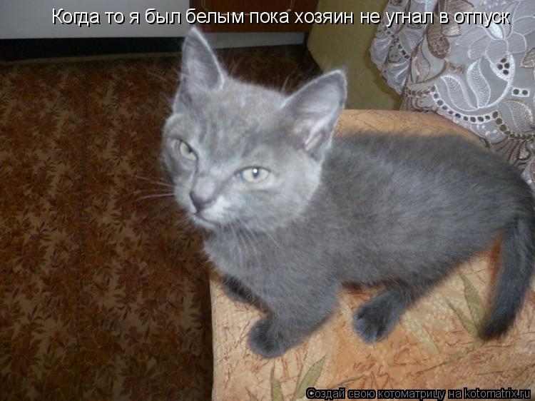 Когда то я был белым пока хозяин не угнал в отпуск... Котоматрица: Когда то я был белым пока хозяин не угнал в отпуск