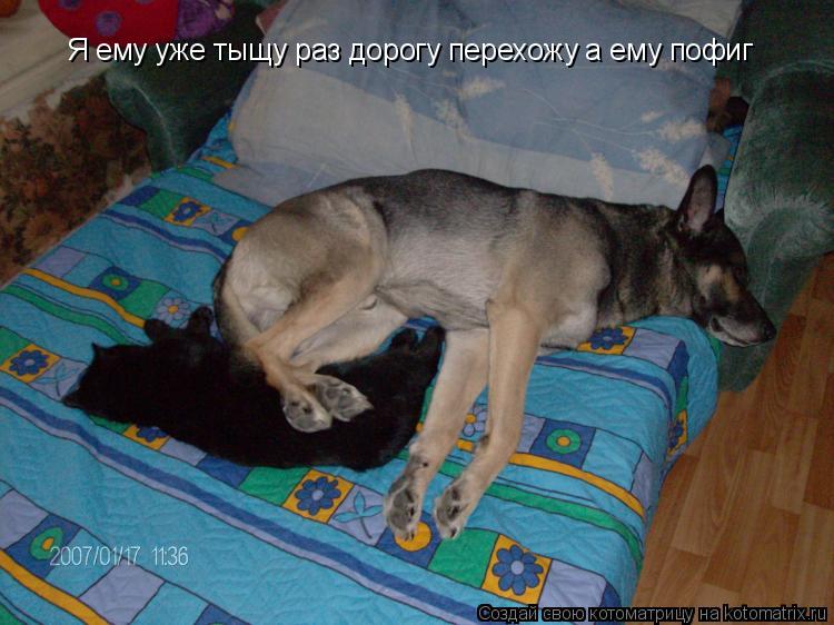 Я ему уже тыщу раз дорогу перехожу а ему пофиг... Котоматрица: Я ему уже тыщу раз дорогу перехожу а ему пофиг