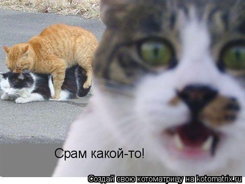 Срам какой-то!... Котоматрица: Срам какой-то!