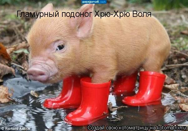Гламурный подоног Хрю-Хрю Воля... Котоматрица: Гламурный подоног Хрю-Хрю Воля