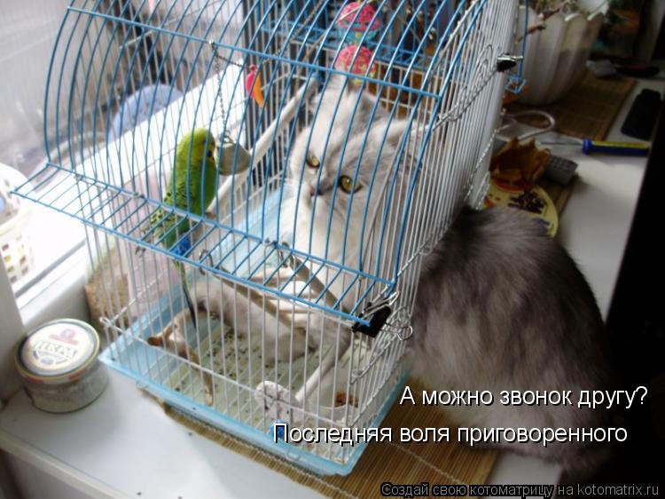 А можно звонок другу? Последняя воля приговоренного... Котоматрица: А можно звонок другу? Последняя воля приговоренного