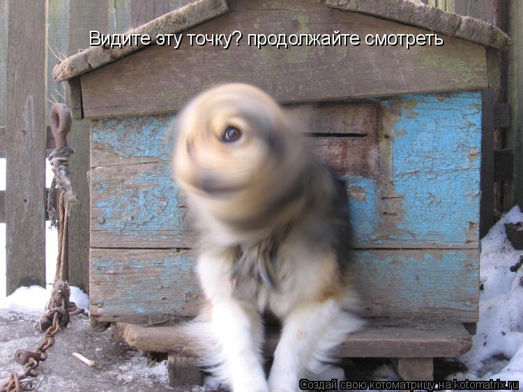 Котоматрица: Видите эту точку? продолжайте смотреть