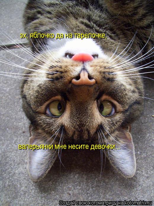 Котоматрица: валерьянки мне несите девочки... эх, яблочко да на тарелочке,