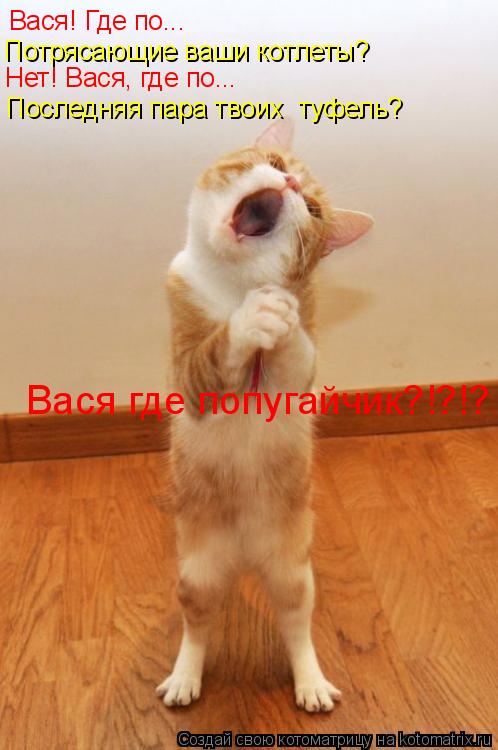 Котоматрица: Вася! Где по... Потрясающие ваши котлеты? Нет! Вася, где по... Последняя пара твоих  туфель?  Вася где попугайчик?!?!?