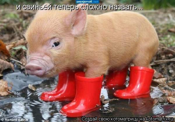 Котоматрица: и свиньёй теперь сложно назвать...