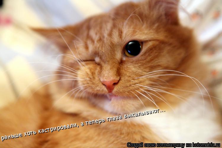 Котоматрица: раньше хоть кастрировали, а теперь глаза выкалывают...