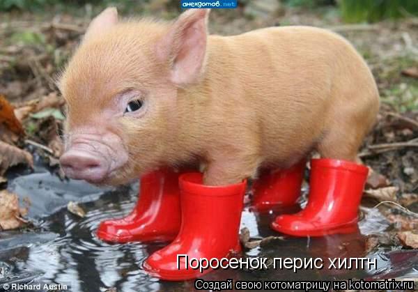 Котоматрица: Поросенок перис хилтн