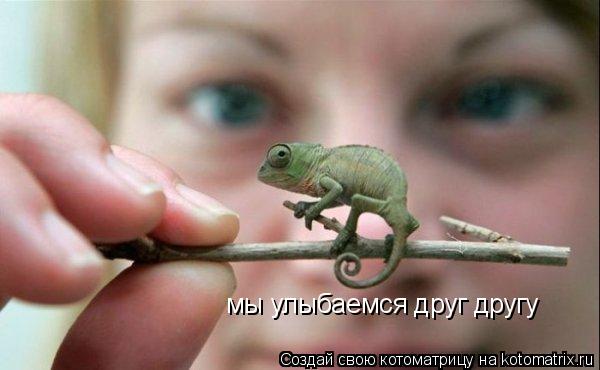 мы улыбаемся друг другу... Котоматрица: мы улыбаемся друг другу