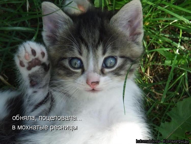 обняла, поцеловала... в мохнатые ресницы... Котоматрица: обняла, поцеловала... в мохнатые ресницы