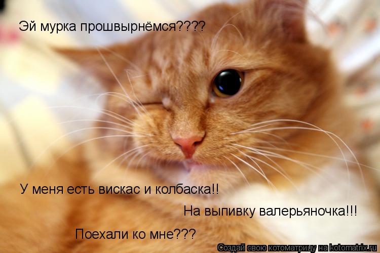 Эй мурка прошвырнёмся???? У меня есть вискас и колбаска!! На выпивку валерьяночка!!! Поехали ко мне?... Котоматрица: Эй мурка прошвырнёмся???? У меня есть вискас и колбаска!! На выпивку валерьяночка!!! Поехали ко мне???