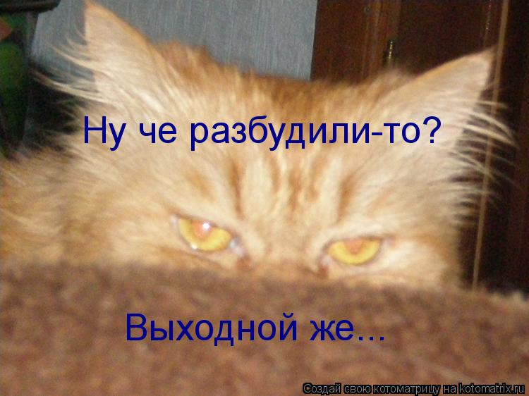 Ну че разбудили-то? Выходной же...... Котоматрица: Ну че разбудили-то? Выходной же...