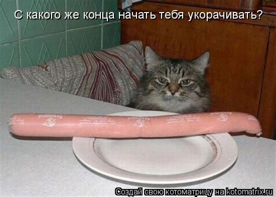 С какого же конца начать тебя укорачивать?... Котоматрица: С какого же конца начать тебя укорачивать?