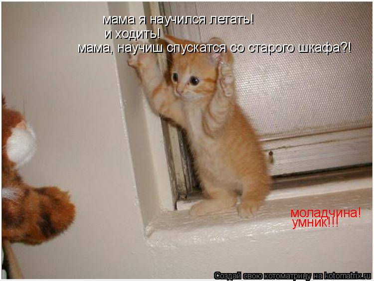мама я научился летать! моладчина! и ходить! умник!!! мама, научиш спускатся со старого шкафа?!... Котоматрица: мама я научился летать! моладчина! и ходить! умник!!! мама, научиш спускатся со старого шкафа?!