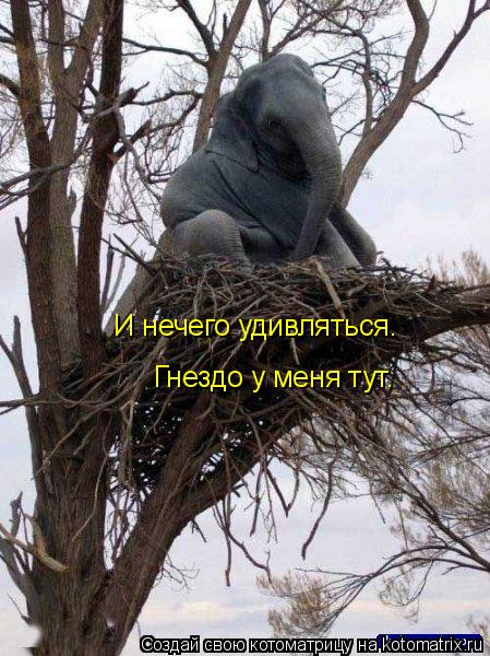 И нечего удивляться. Гнездо у меня тут.... Котоматрица: И нечего удивляться. Гнездо у меня тут.