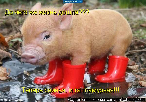 До чего же жизнь дошла??? Теперь свинья, и та гламурная!!!... Котоматрица: До чего же жизнь дошла??? Теперь свинья, и та гламурная!!!