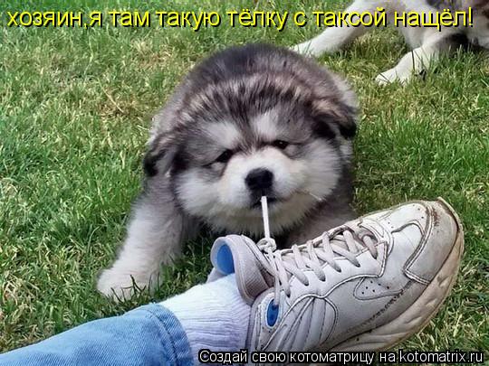 Котоматрица: хозяин,я там такую тёлку с таксой нащёл!