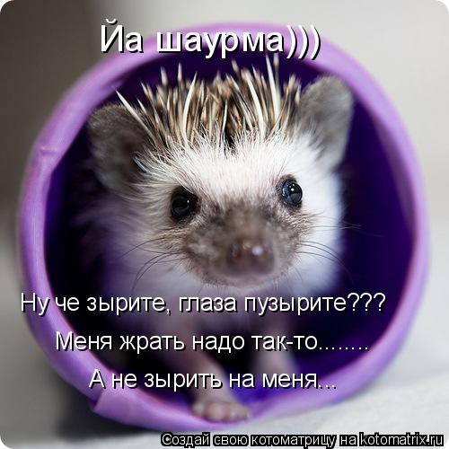 Котоматрица: Йа шаурма))) Ну че зырите, глаза пузырите??? Меня жрать надо так-то........ А не зырить на меня...