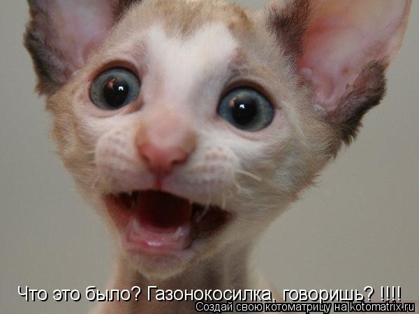 Котоматрица: Что это было? Газонокосилка, говоришь? !!!!