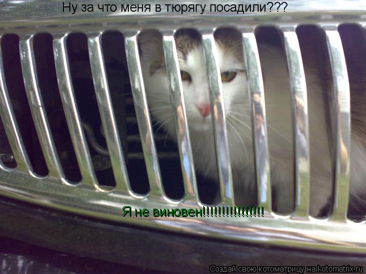 Котоматрица: Ну за что меня в тюрягу посадили??? Я не виновен!!!!!!!!!!!!!!!!