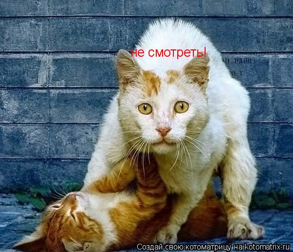 Котоматрица: не смотреть!