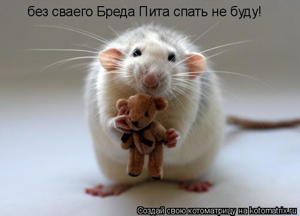 Котоматрица: без сваего Бреда Пита спать не буду!