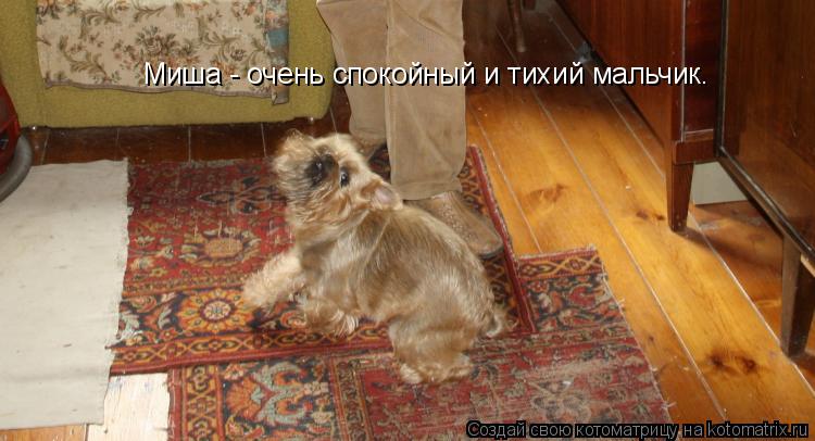 Котоматрица: Миша - очень спокойный и тихий мальчик.