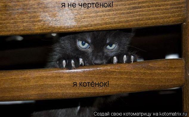 Котоматрица: я не чертёнок! я котёнок!