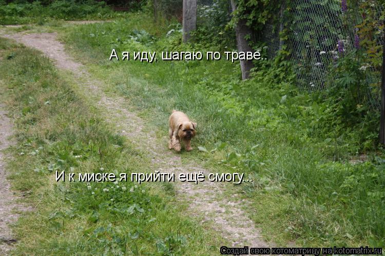Котоматрица: А я иду, шагаю по траве.. И к миске я прийти ещё смогу...