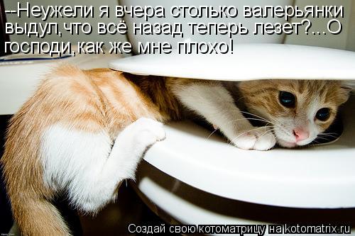 Котоматрица: --Неужели я вчера столько валерьянки выдул,что всё назад теперь лезет?...О господи,как же мне плохо!
