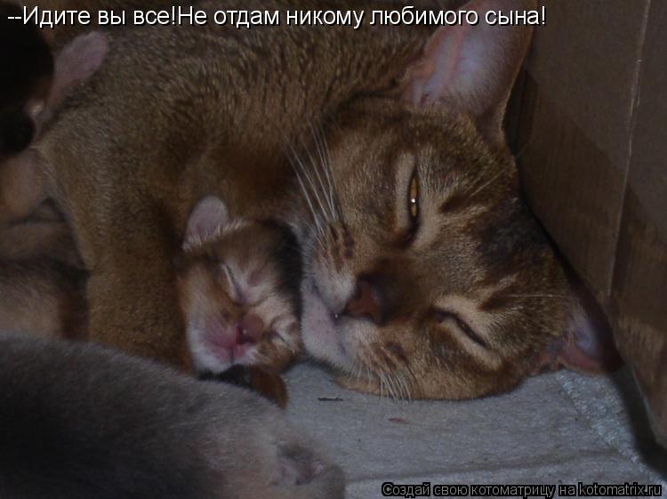 Котоматрица: --Идите вы все!Не отдам никому любимого сына!