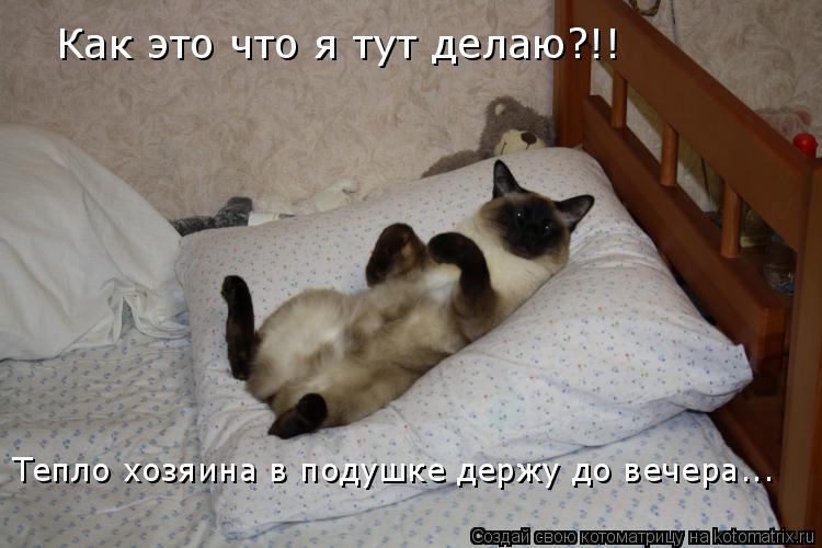 Как это что я тут делаю?!! Тепло хозяина в подушке держу до вечера...... Котоматрица: Как это что я тут делаю?!! Тепло хозяина в подушке держу до вечера...