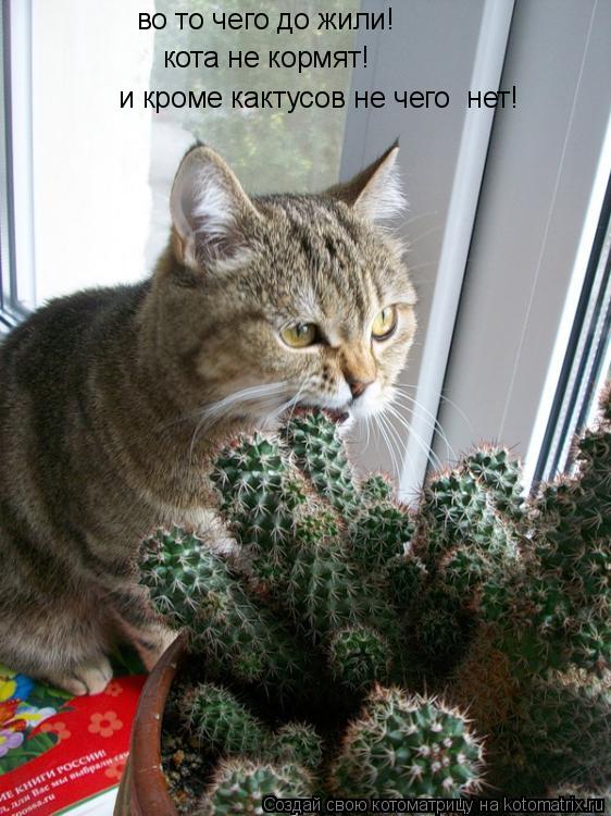 во то чего до жили! кота не кормят! и кроме кактусов не чего нет!... Котоматрица: во то чего до жили! кота не кормят! и кроме кактусов не чего нет!