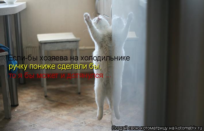 Если-бы хозяева на холодильнике ручку пониже сделали бы, то я бы может и дотянулся ...... Котоматрица: Если-бы хозяева на холодильнике ручку пониже сделали бы, то я бы может и дотянулся ...